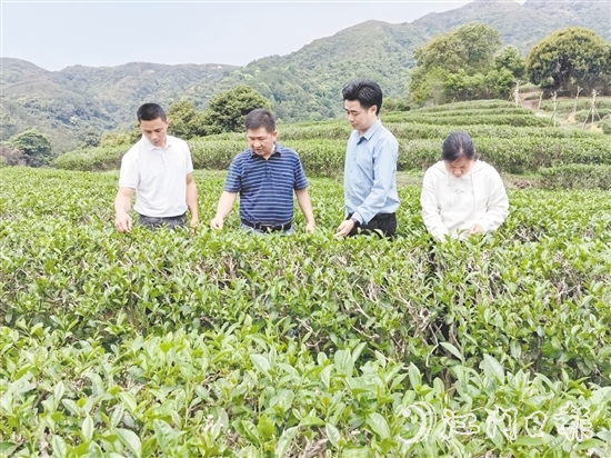 大沙鎮(zhèn)人大主動開展采茶工招聘宣傳工作，為群眾提供就近務工機會。