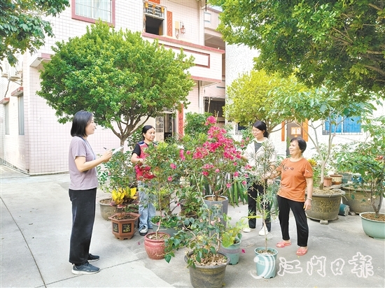 江海區(qū)鄉(xiāng)村綠化工作深入人心。圖為禮樂街道駐新華村干部、村“兩委”干部入戶開展鄉(xiāng)村綠化評分。