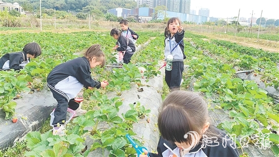 每逢周末，不少孩子來到臺(tái)城街道桂水村的小鮮農(nóng)場(chǎng)體驗(yàn)采摘果蔬的樂趣。