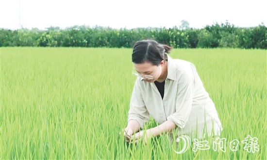 王蒙主要負(fù)責(zé)水稻、玉米的新品種選育、比較試驗(yàn)及示范推廣工作。