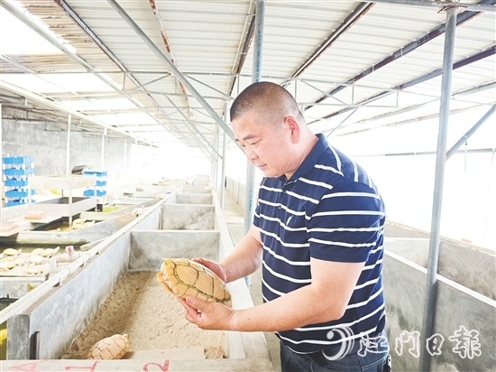 莫立覺仔細(xì)觀察種龜?shù)纳L(zhǎng)情況。