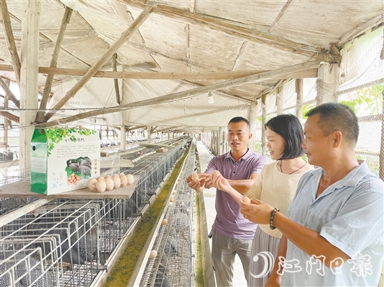 馮匯琪（中）走進珍珠雞養(yǎng)殖場，為弓田村土特產(chǎn)“帶貨”。