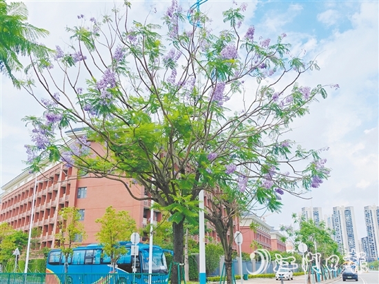 藍(lán)紫色的花朵如夢如幻。