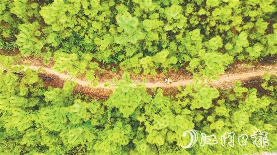 選手們騎行在山林間，和恩平美麗自然風光融為一體。