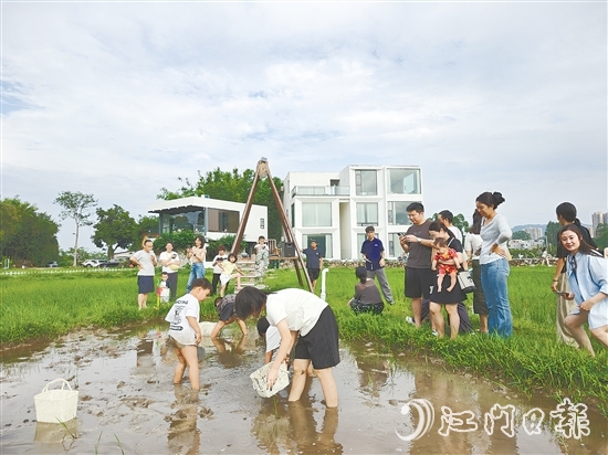 近段時(shí)間，不少外地游客專門到恩平市簕菜文化創(chuàng)意園參與農(nóng)耕活動(dòng)。