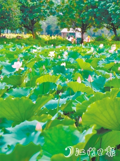 江海都市農(nóng)業(yè)生態(tài)園荷花悄然綻放，預(yù)計(jì)端午前后進(jìn)入盛花期。龔靜