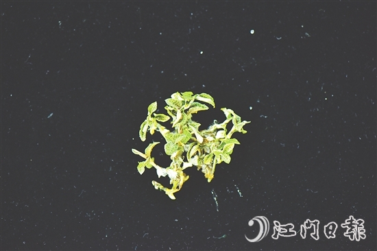 金線蘭全草均可入藥，曾被譽為“藥中之王”。