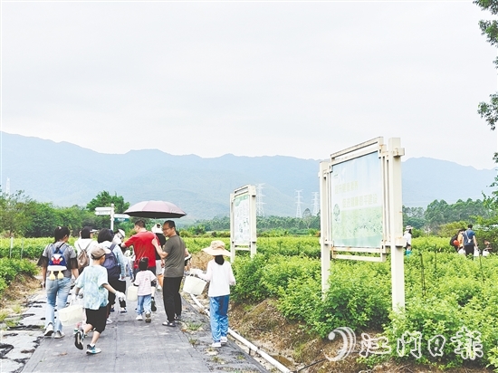 恩平市簕菜文化創(chuàng)意園打造集文旅、飲食、研學(xué)、農(nóng)耕等于一體的旅游綜合體。