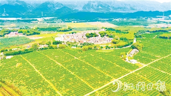 沙湖鎮(zhèn)茶枝柑種植漸成規(guī)模。