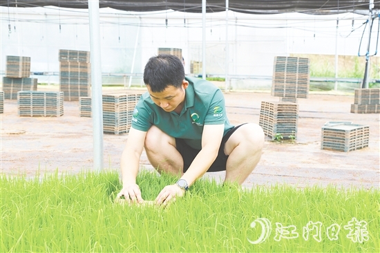 育秧大棚里，王曉庭俯身察看秧苗長(zhǎng)勢(shì)。