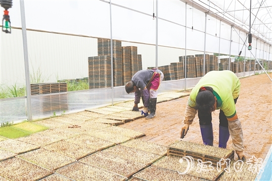 江門市德稻農(nóng)業(yè)種植合作社育秧中心年產(chǎn)32萬(wàn)盤秧苗，不僅滿足周邊種植大戶的需求，還將秧苗賣到了大灣區(qū)和江西。