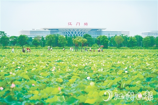 新會梅江農(nóng)業(yè)生態(tài)園中荷花已綻放，將于6-7月迎來盛花期。