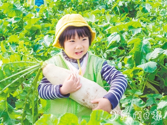 崖門甜水蘿卜肉質(zhì)細(xì)膩、清甜無(wú)渣。