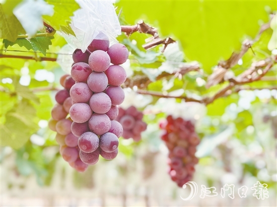 禮樂葡萄皮薄肉厚，甜度高。