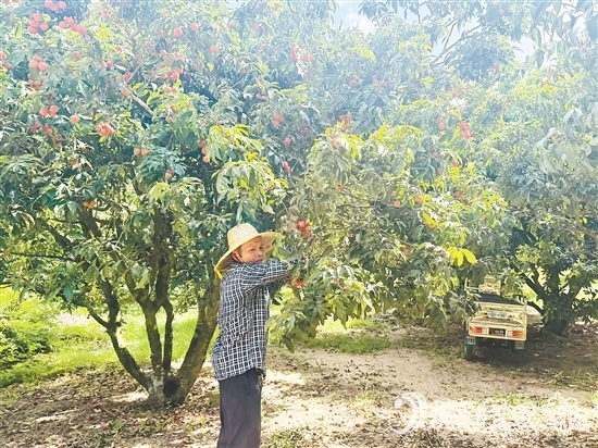 北陡鎮(zhèn)部分品種的荔枝已上市。