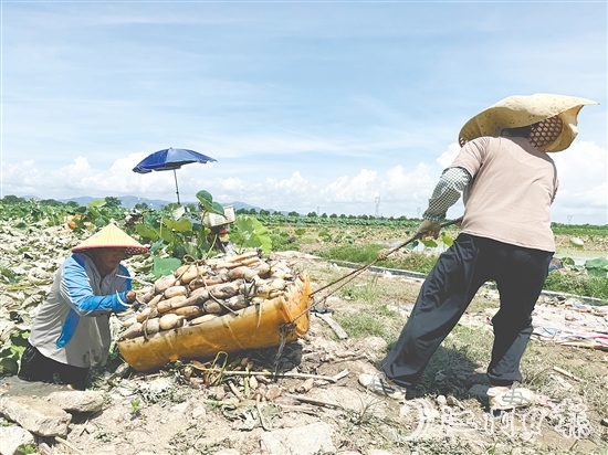 鐘亦平夫妻齊上陣，合力發(fā)展種植業(yè)。