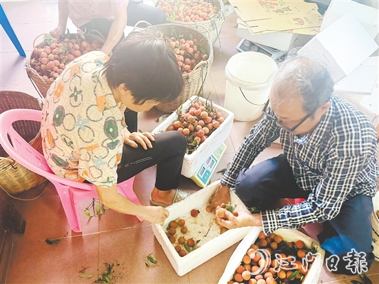 北陡鎮(zhèn)的果農忙著將荔枝分揀裝箱。