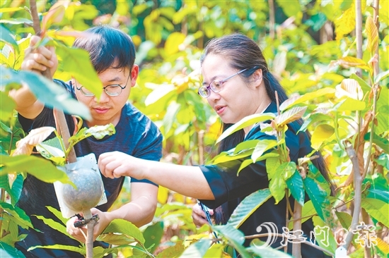 劉一貞深入一線化身“樹木醫(yī)生”。