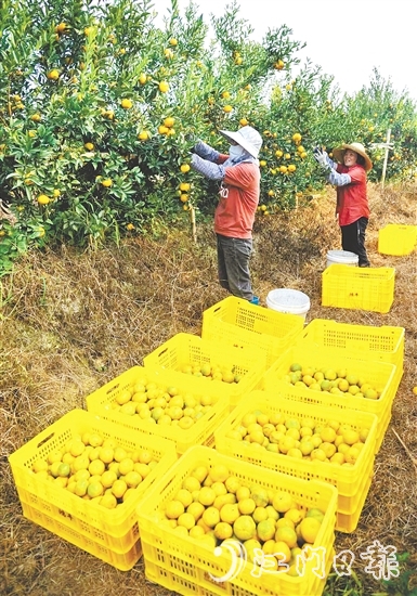 恩平壯大茶枝柑產(chǎn)業(yè)，帶動(dòng)農(nóng)戶增收致富。