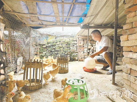 勞大叔掌握養(yǎng)雞技術(shù)后，家里的生活發(fā)生了變化。