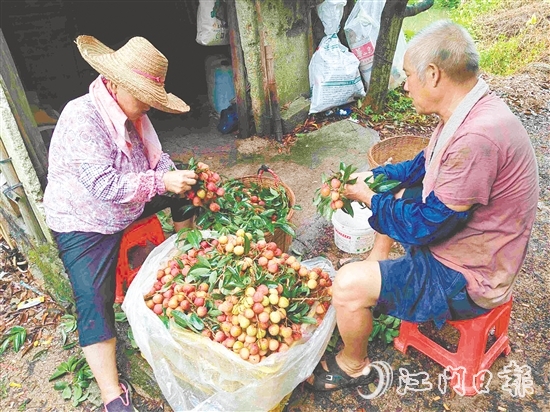 果園內(nèi)，果農(nóng)在整理剛摘下的荔枝。