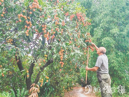 慈溪村荔枝批量上市，紅色的果實(shí)壓彎了枝頭。