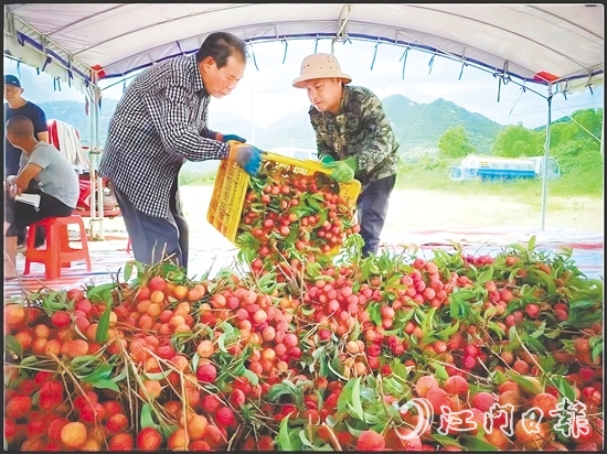 臺山市新時代文明實踐中心發(fā)揮“8+N”志愿服務(wù)總隊牽頭作用，聯(lián)合北陡鎮(zhèn)新時代文明實踐所加強與當(dāng)?shù)剞r(nóng)業(yè)部門的溝通對接，助力打響北陡荔枝品牌，成為新時代文明實踐的鮮活注腳。