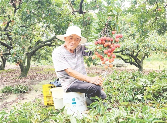今年宅梧荔枝總產(chǎn)量預(yù)計250萬公斤，目前已陸續(xù)上市。