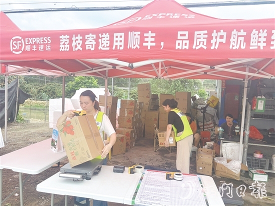 順豐、京東等快遞企業(yè)已進駐宅梧鎮(zhèn)荷村村，助力宅梧荔枝走上全國消費者的餐桌。