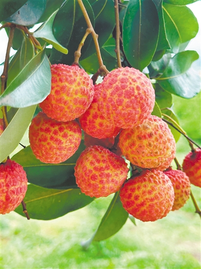 荔枝雖味美，但不要貪吃。