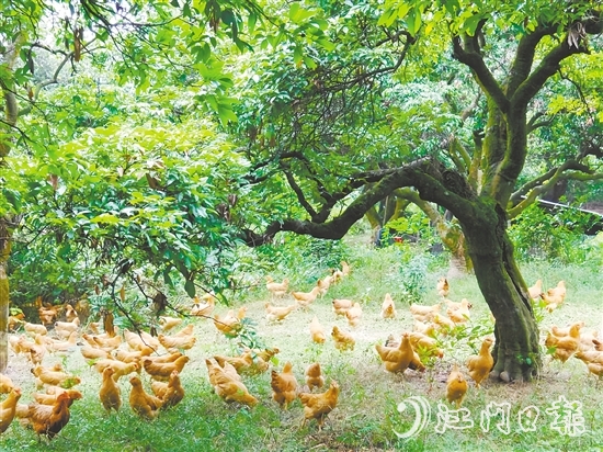 金雞鎮(zhèn)立足資源稟賦，加快推動農(nóng)業(yè)產(chǎn)業(yè)轉(zhuǎn)型升級，通過整合鎮(zhèn)域八大類22個特色農(nóng)產(chǎn)品，打造“金雞優(yōu)品”區(qū)域品牌。