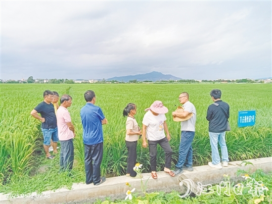 與會(huì)專家在田間為農(nóng)戶現(xiàn)場(chǎng)講解水稻種植要領(lǐng)。
