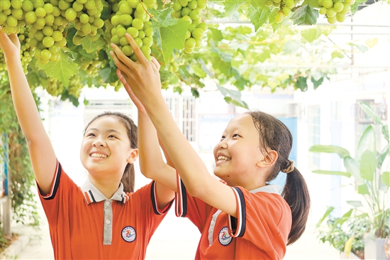 同學(xué)們親手采摘葡萄。