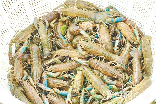 藍龍蝦一出塘就被送往廣深等地的餐飲店。