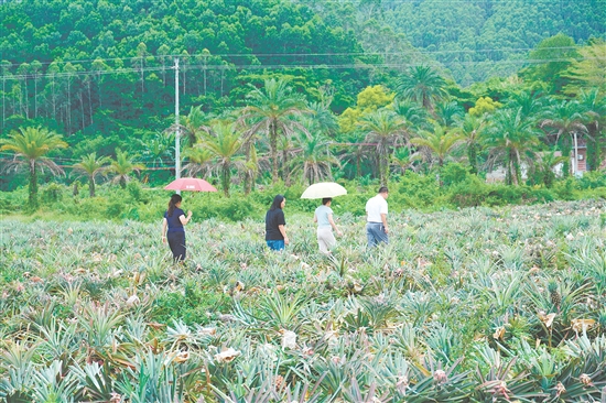游客到田里摘鳳梨。