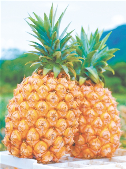 恩平那吉鳳梨。
