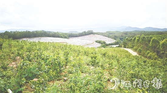 鶴城鎮(zhèn)坑尾村搶抓政策機(jī)遇，整合土地資源，成功引入廣東華南鶴香農(nóng)業(yè)發(fā)展有限公司投資約2億元，孵化沉香產(chǎn)業(yè)“一條鏈”。