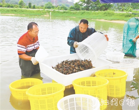 桃源蟠光村大力發(fā)展澳洲藍(lán)龍蝦養(yǎng)殖產(chǎn)業(yè)，村集體經(jīng)濟(jì)每年增收15萬(wàn)元。