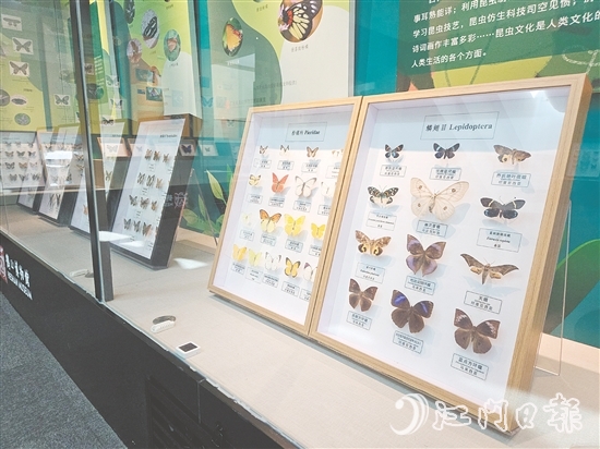 精美的昆蟲標(biāo)本引人注目。