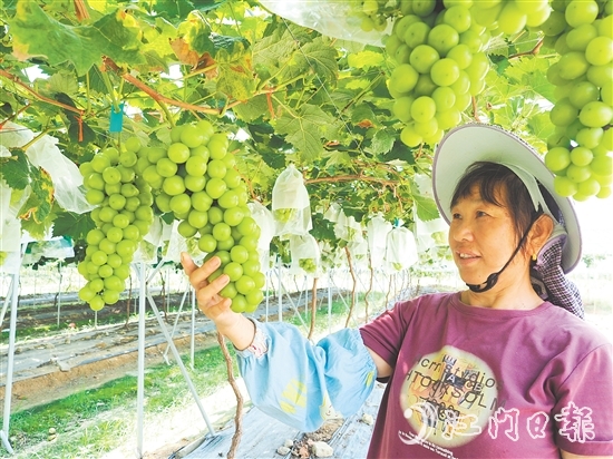 裕豐葡萄園管護(hù)人員查看葡萄長勢。