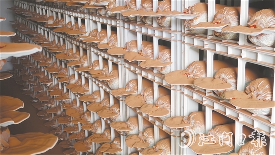 健芝緣的生產(chǎn)基地，整齊排列的靈芝栽培車間格外引人注目，潔凈的無(wú)土化管理體系清晰可見(jiàn)。