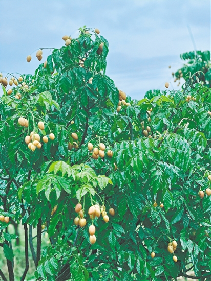 崖門(mén)黃皮成熟。