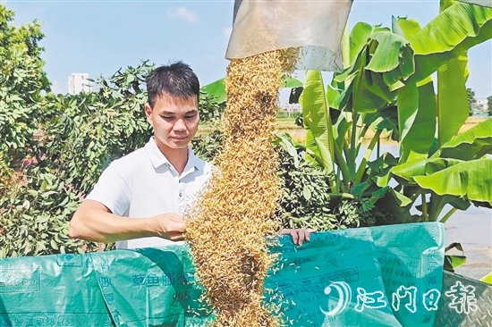 張和順第一時(shí)間觀察采收的早造稻谷。
