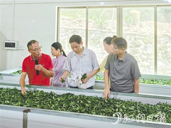 調(diào)研團(tuán)隊(duì)深入企業(yè)實(shí)地考察，并為茶企提供科學(xué)指導(dǎo)和寶貴建議。