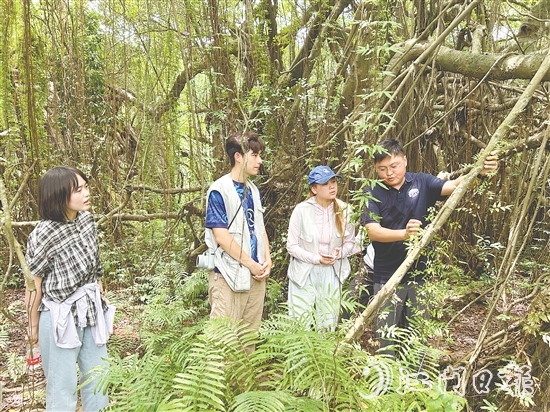 華南農(nóng)業(yè)大學(xué)植物保護(hù)學(xué)院團(tuán)隊(duì)實(shí)地考察新會(huì)小鳥天堂國(guó)家濕地公園古榕島。 華南農(nóng)業(yè)大學(xué)植物保護(hù)學(xué)院團(tuán)隊(duì)實(shí)地考察新會(huì)小鳥天堂國(guó)家濕地公園古榕島。