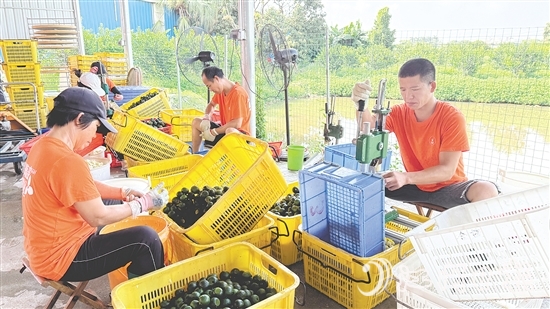 工人們正忙著將小青柑挖肉。