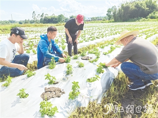 大廠村是馬岡鎮(zhèn)知名的涼粉制作大村，村里約有13公頃（200多畝）的涼粉草種植基地。