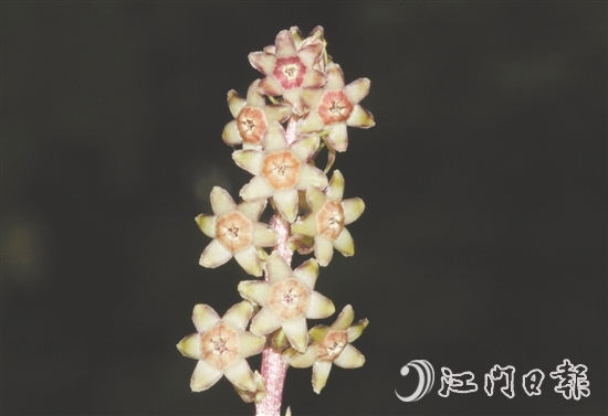 七星坑球子草是首個(gè)以“七星坑”命名的植物新種。