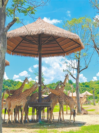 在清遠長隆森林王國，可以與長頸鹿近距離互動。