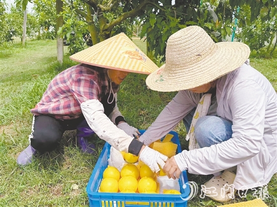 新一蓮塘生態(tài)園是三合鎮(zhèn)重點(diǎn)農(nóng)文旅項(xiàng)目之一，園內(nèi)黃晶果上市。